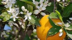 Blossoms Oops! wrong first