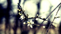 blossoms Plants branch Flowers