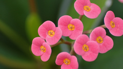 Blossoms small Flowers flower