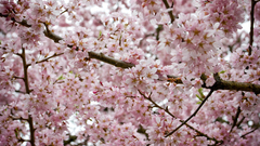 Blossoms Trees nature cherry