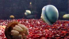 Blubber jellyfish high Aquarium
