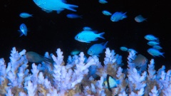 Blue beautiful fish need