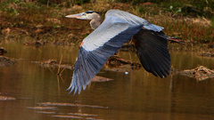 Blue beautiful great heron
