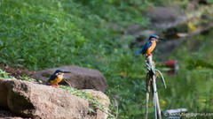 Blue Birds fishing kingfisher small blue kingfisher