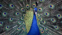 Blue Birds indian Peacocks iridescence