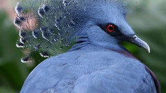 Blue Birds outdoors feathers