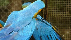 Blue Birds Parrots