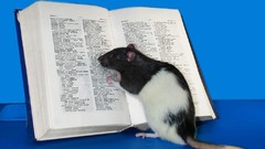 Blue black white Animals