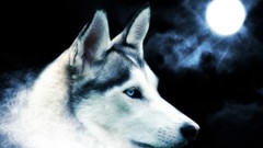 Blue blue eyes Animals