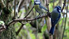 Blue breast bird