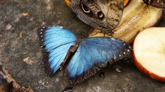 Blue Butterflies blue morpho