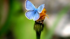 Blue Butterflies Plants