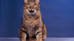 Blue cats Animals funny