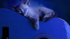 Blue cats Animals guitars