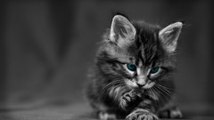 Blue cats monochrome selective coloring