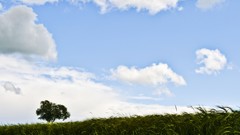 Blue clouds Landscapes Trees