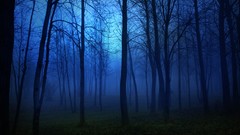 Blue dark forests