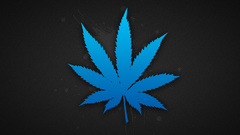 Blue drugs leaves marijuana