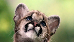 Blue eyes Animals cubs