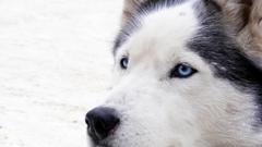 Blue eyes Animals Dogs