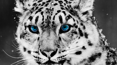Blue eyes Animals grayscale