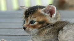 Blue eyes Animals Kittens