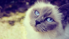 Blue eyes cats Animals