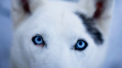 Blue eyes Dogs