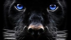 Blue eyes panthers