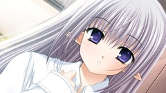 Blue eyes Primula (Shuffle!)