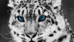 Blue eyes snow leopards