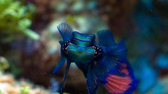 Blue fish mandarinfish