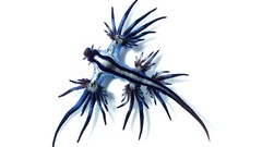 Blue fish Nudibranchia
