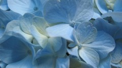 Blue flower
