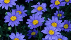 Blue flowers