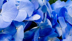 Blue Flowers amazing nature