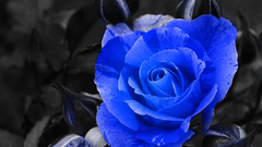 Blue Flowers selective coloring