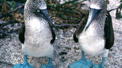 Blue-footed boobies