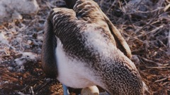 Blue footed chest bra