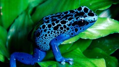 Blue Frogs amphibians Poison Dart Frogs