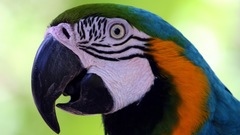 Blue gold macaw Parrots