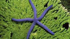 Blue Green Aquarium and