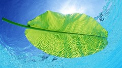 Blue Green leaf