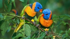 Blue head Parrots bird