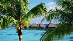 Blue houses palm trees