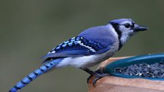Blue jay Birds wildlife