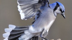 Blue jay flight