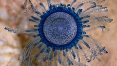 Blue jellyfish button colors