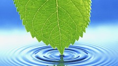 Blue leaf reflections Green