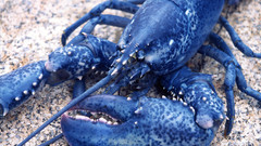 Blue Lobsters